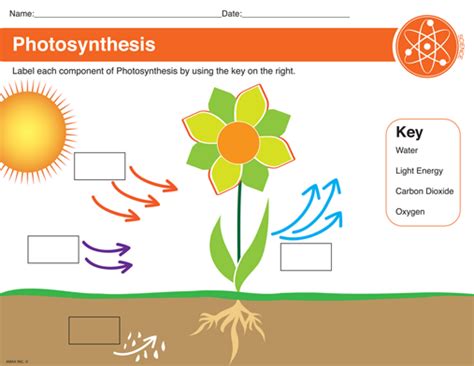 Image result for label photosynthesis | Photosynthesis worksheet, Photosynthesis, Worksheets for ...