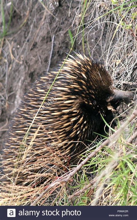 Echidna Egg Stock Photos & Echidna Egg Stock Images - Alamy