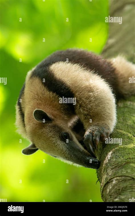 Northern tamandua (Tamandua mexicana) is a species of tamandua, an anteater in the family ...