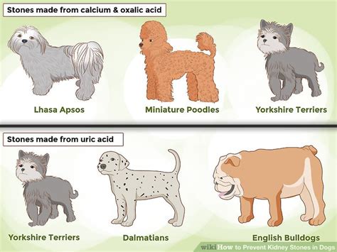 3 Ways to Prevent Kidney Stones in Dogs - wikiHow