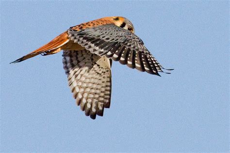 Flying American Kestrel photo and wallpaper. All Flying American ...