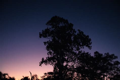 Silhouette of Trees during Sunset · Free Stock Photo