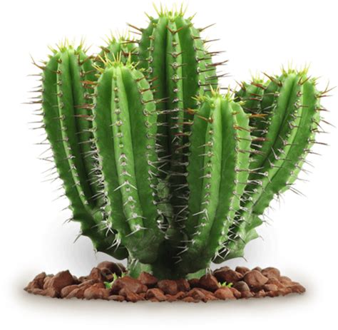 Cactus PNG Image - PurePNG | Free transparent CC0 PNG Image Library