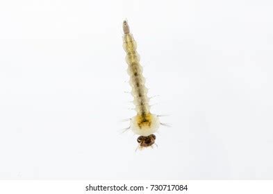 2,047 Aedes Albopictus Stock Photos, Images & Photography | Shutterstock