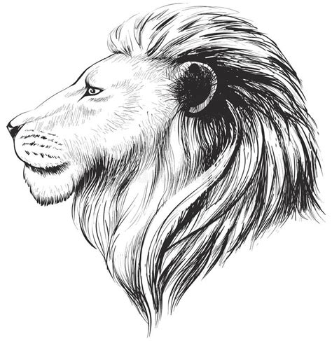 Vector Lions Head, Illustration. Lion`s Hand Drawn Profile. Stock Vector - Illustration of ...