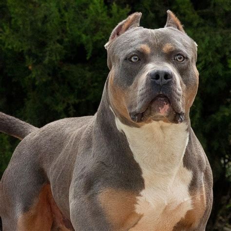 XXL American Bully -XXL Luxor Bullys Odysseus | Pitbull hund, Süße ...