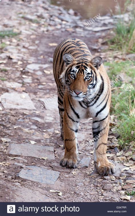 Tiger cub sleeping hi-res stock photography and images - Alamy