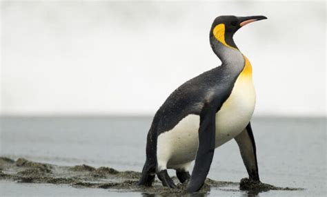 Penguin Evolution - How did penguins evolve? - BioExpedition