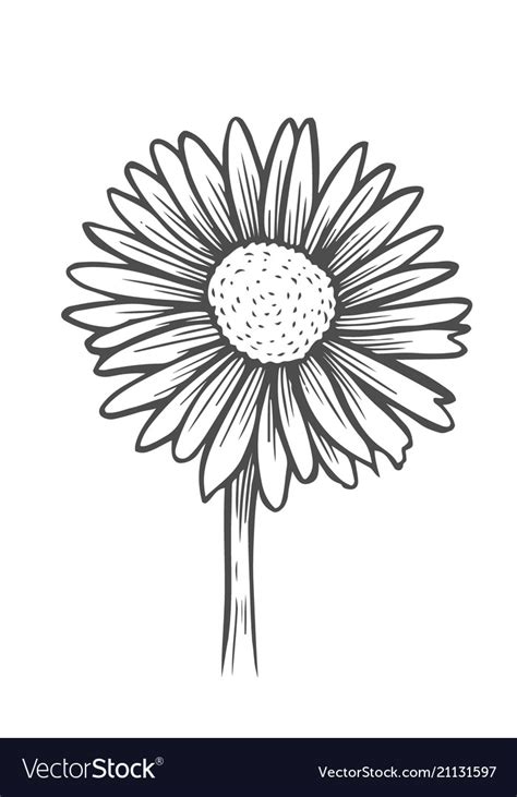 Black and white daisy flower Royalty Free Vector Image