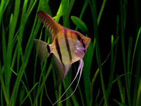 Altum Angelfish ~ Angelfish Types