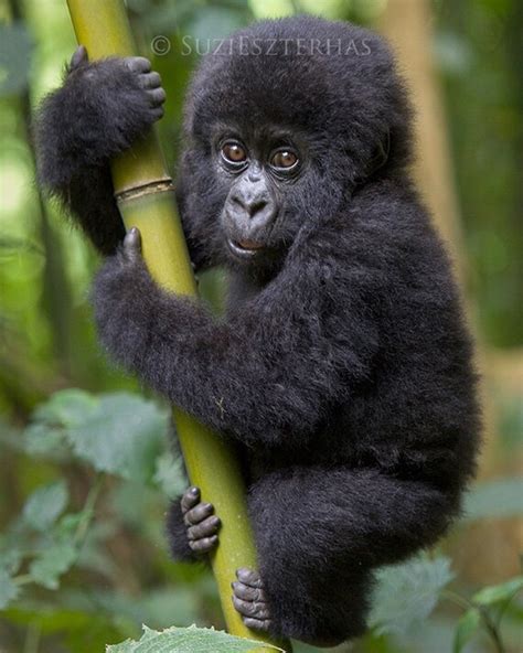 CUTE BABY GORILLA Photo Print Baby Animal Photograph