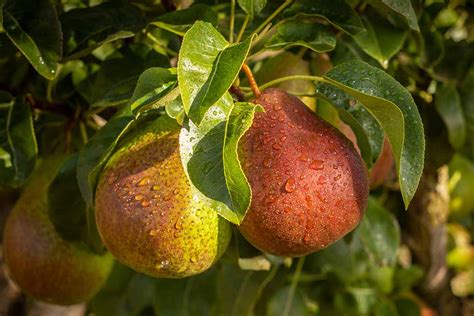 13 of the Best Winter Pear Varieties to Grow at Home