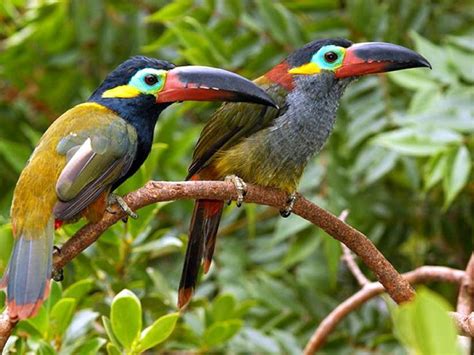 63 best Toucans images on Pinterest | Exotic birds, Beautiful birds and ...