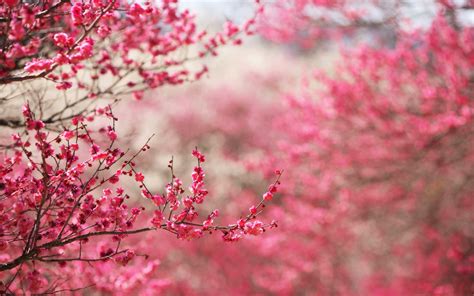 Cherry Blossoms Sakura HD Wallpapers| HD Wallpapers ,Backgrounds ...