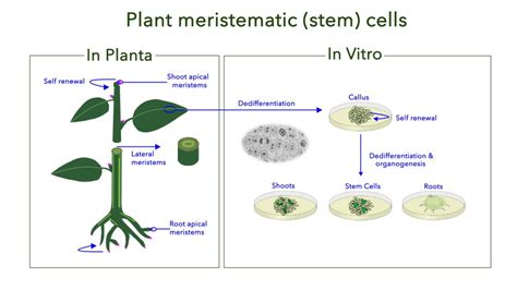 Plant Stem Cells - Rinati Labs, A Division of Rinati Skin