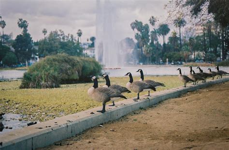 Some 35mm photos I took at Echo Park Lake around sunset one day : LosAngeles