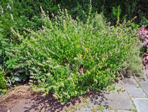 Catnip, Nepeta cataria – Wisconsin Horticulture