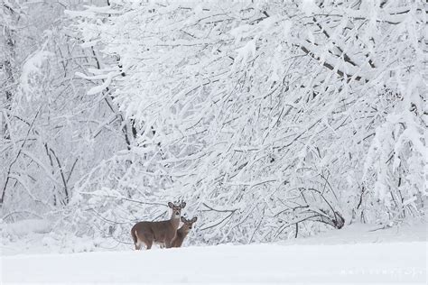 White-Tailed Deer in Snow | White - Tailed Deer (Odocoileus virginianus) Wisconsin | Nate Zeman ...