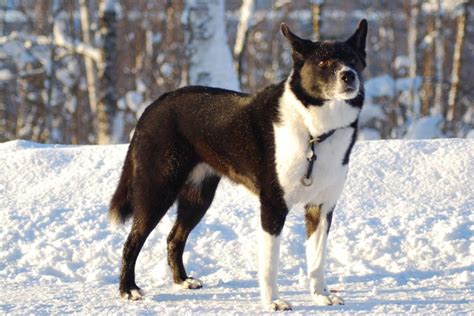 8 Finnish Dog Breeds: Native Breeds to Finland (With Pictures) | Hepper