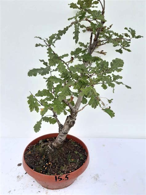 Quercus (eik) – Inheemse Bonsai Bomen