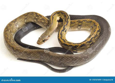 Coelognathus Flavolineatus, The Black Copper Rat Snake Or Yellow ...