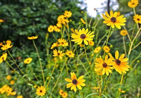 Sweet Southern Days: Fall Wildflowers