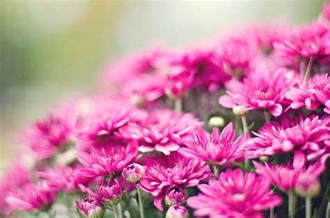 Chrysanthemum Wallpapers - Wallpaper Cave