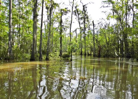 Wild Louisiana: Honey Island Swamp Tour • Globonaut