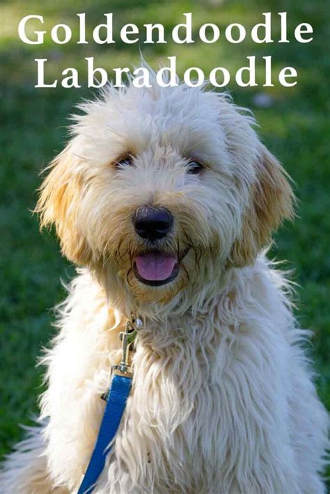 Goldendoodle Labradoodle - A Double Doodle Cross!