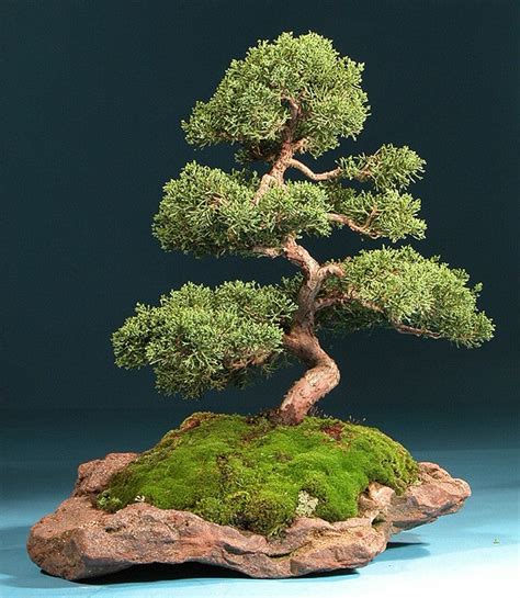 Amazing Bonsai Japanese Tree in 2023 Check it out now | leafyzen