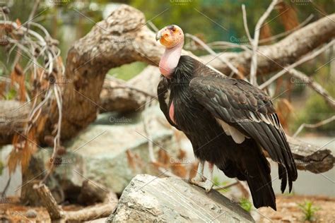 The Endangered California Condor | California condor, Animals, Endangered