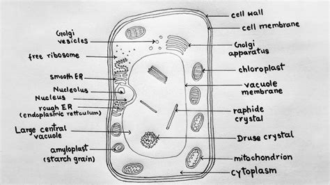 Simple Diagram Of A Cell