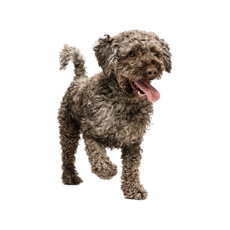 Lagotto Romagnolo Breed Information & Insights | Basepaws