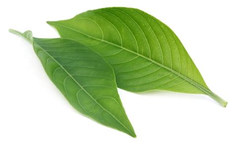 Premium Photo | Adhatoda vasica or medicinal basak leaf over white background