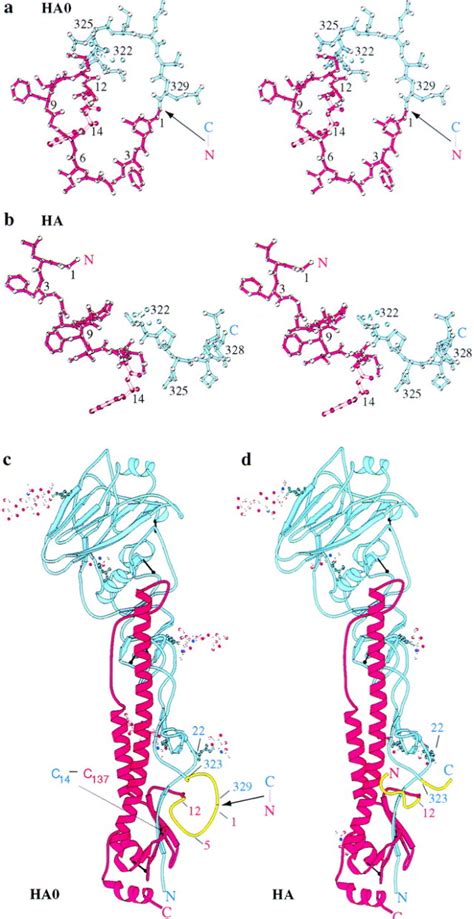 Structure of the Hemagglutinin Precursor Cleavage Site, a Determinant ...