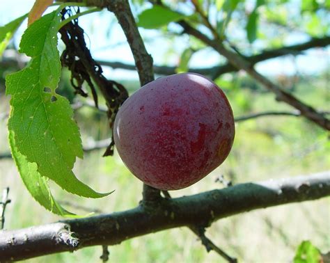 Est-ce que les prunes sauvages sont comestibles ? - Housekeeping ...