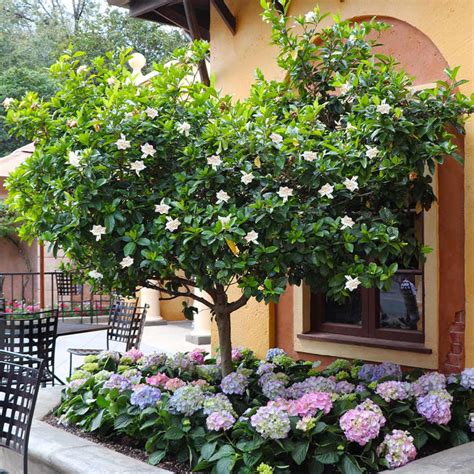 Gardenia Trees for Sale – FastGrowingTrees.com