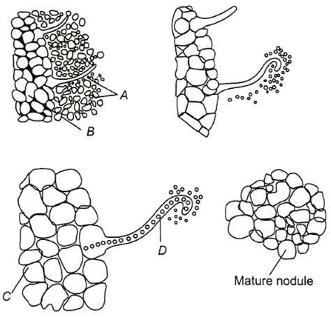 Identify the A t D correctly in the given diagram of root nodule developm..