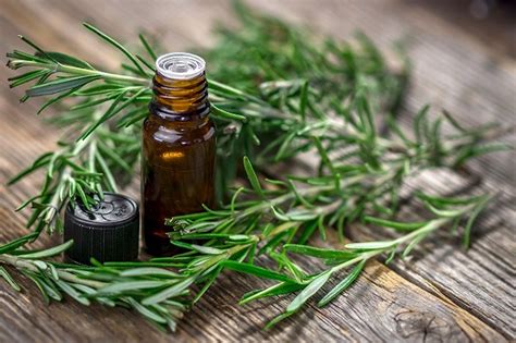 The Benefits of Rosemary Essential Oil for Hair Loss • The Hair Addict