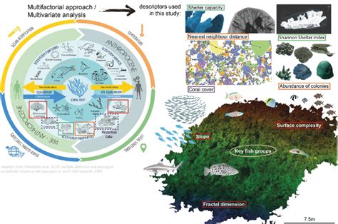 1 Conceptual framework describing ecological processes that contribute ...