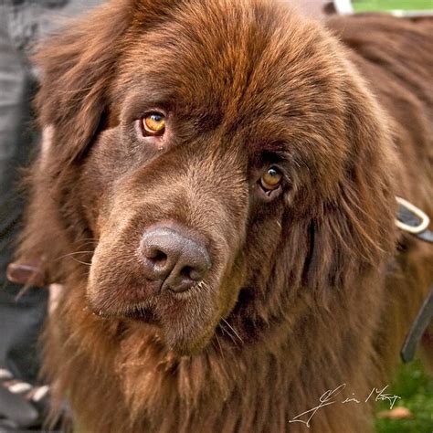 brown-newfoundland | Brown Newfoundland captured at Widnes s… | Flickr