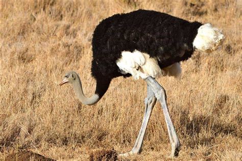 The 5 Different Types of Ostriches (Pictures) - Wildlife Informer