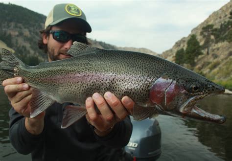 Montana fly fishing photos - Hooked Outfitting - Ennis Montana - Madison River