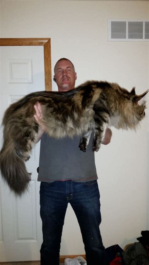 Maine Coon Cat Pictures That Perfectly Depict How Large They Really Are