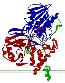 Monoamine oxidase - Wikipedia