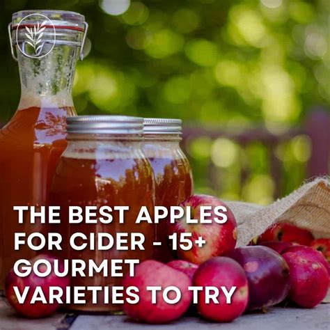 15+ best apples for cider 壟 Discover the top varieties for a d