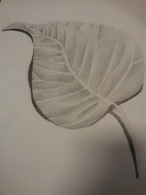 Realistic Leaf Drawing At Getdrawings Free Download - vrogue.co