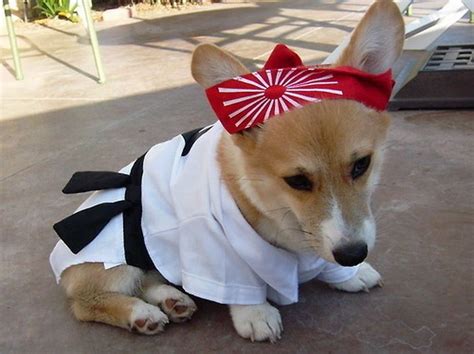 Corgis In Costumes (90 pics) | Disfraz para perros halloween, Disfraces ...