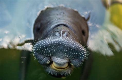 Amazonian Manatee: The Manatees Of The Amazon River - Rainforest Cruises | Amazon river animals ...