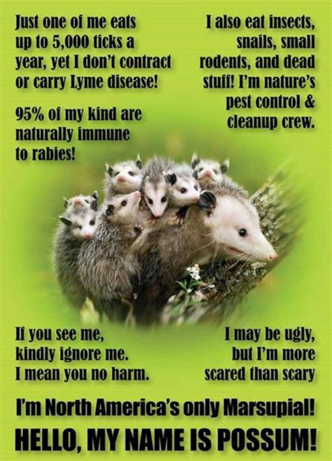 Pin by Lynetta Nausbaum on Nature | Opossum, Awesome possum, Possum